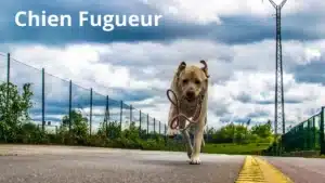 Chien fugueur courant le long d’une clôture en extérieur