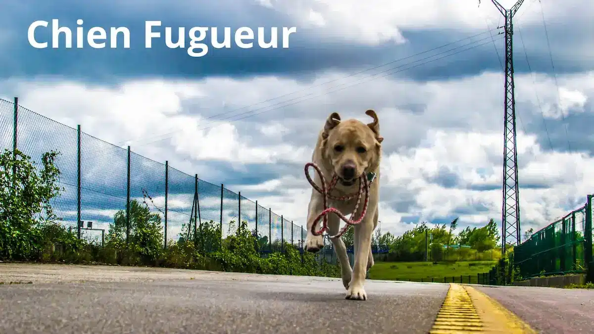 Chien fugueur courant le long d’une clôture en extérieur