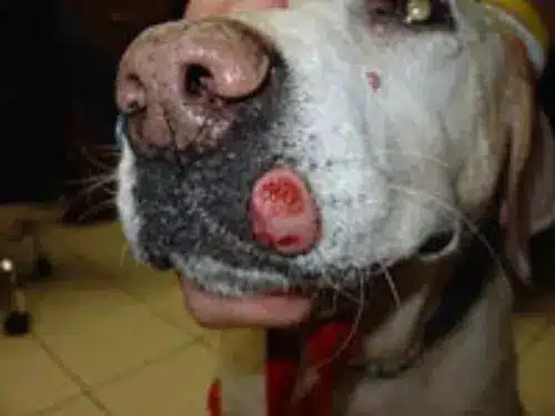 Mastocytome canin visible comme un nodule rouge sur le museau d’un chien.