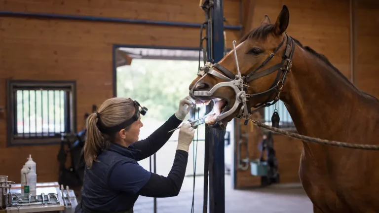 Dentiste équin réalisant un examen dentaire sur un cheval maintenu avec un spéculum buccal.